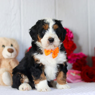 Norbert - Available 2/26