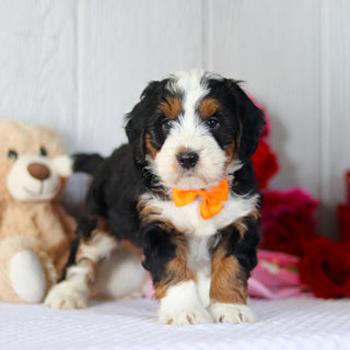 Norbert - Available 2/26