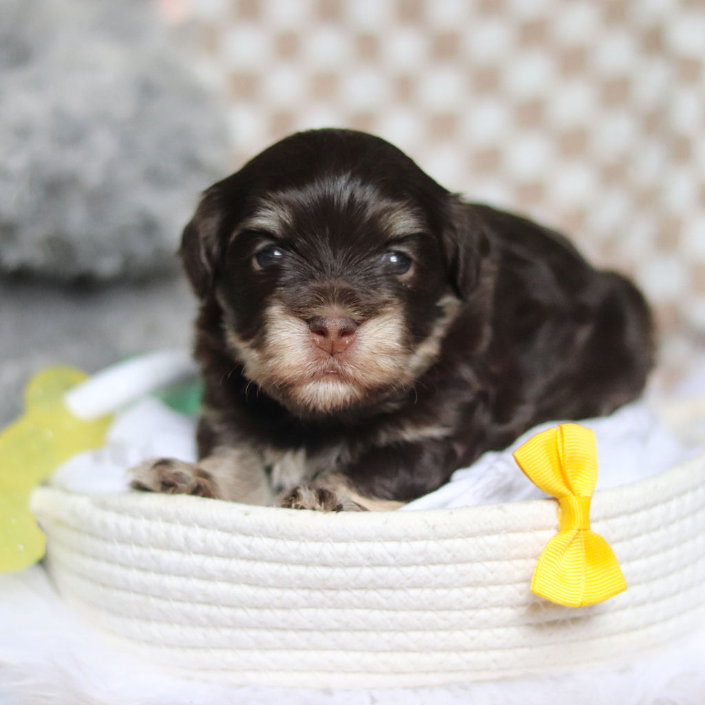 Goose - Available 4/9