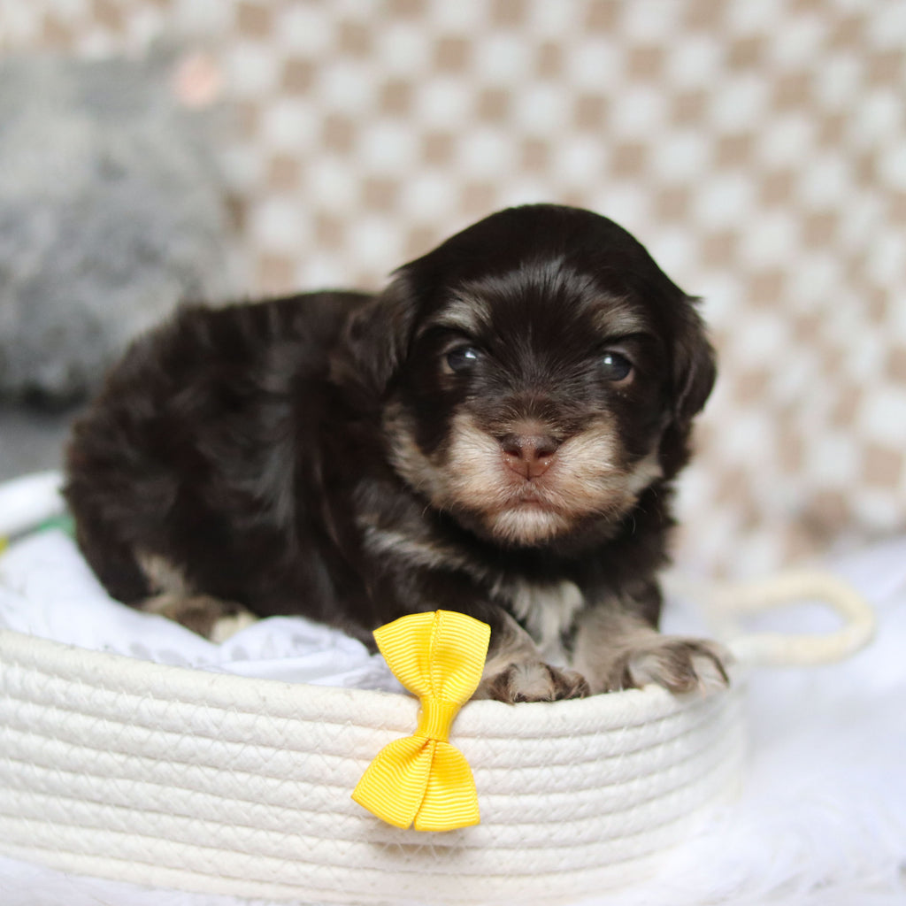 Goose - Available 4/9