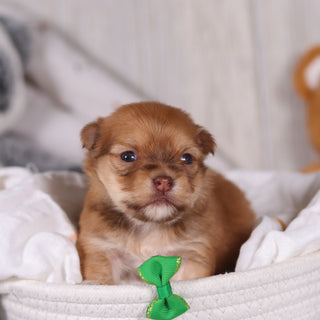 Hank - Available 3/19