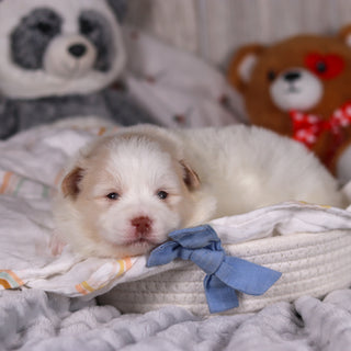 Marcello - Available 3/19