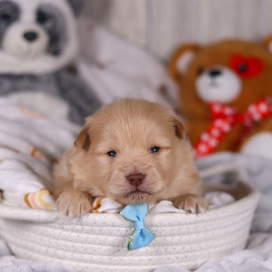 Maurice - Available 3/19