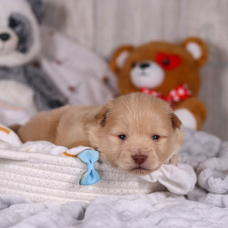 Maurice - Available 3/19