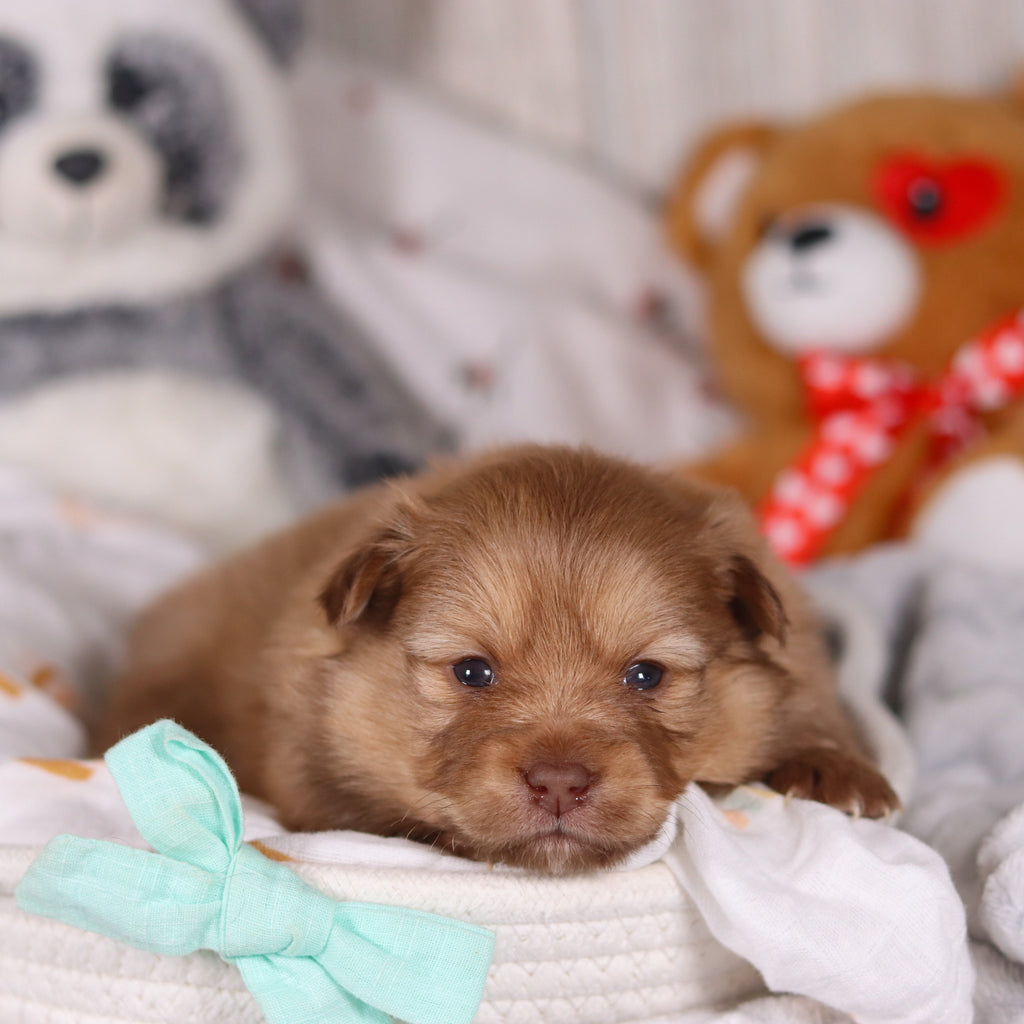 Melvin - Available 3/19