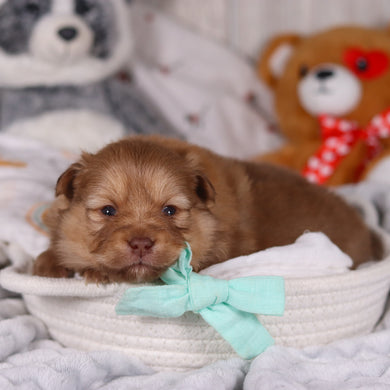 Melvin - Available 3/19