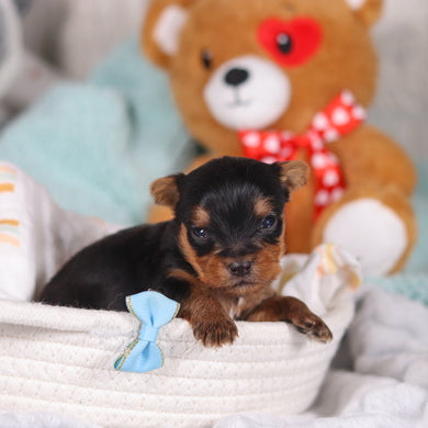 Oliver - Available 3/19