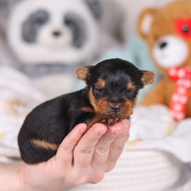 Oliver - Available 3/19