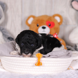 Kai - Available 3/26