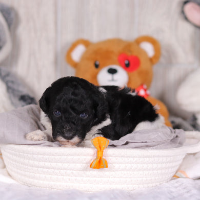 Kai - Available 3/26