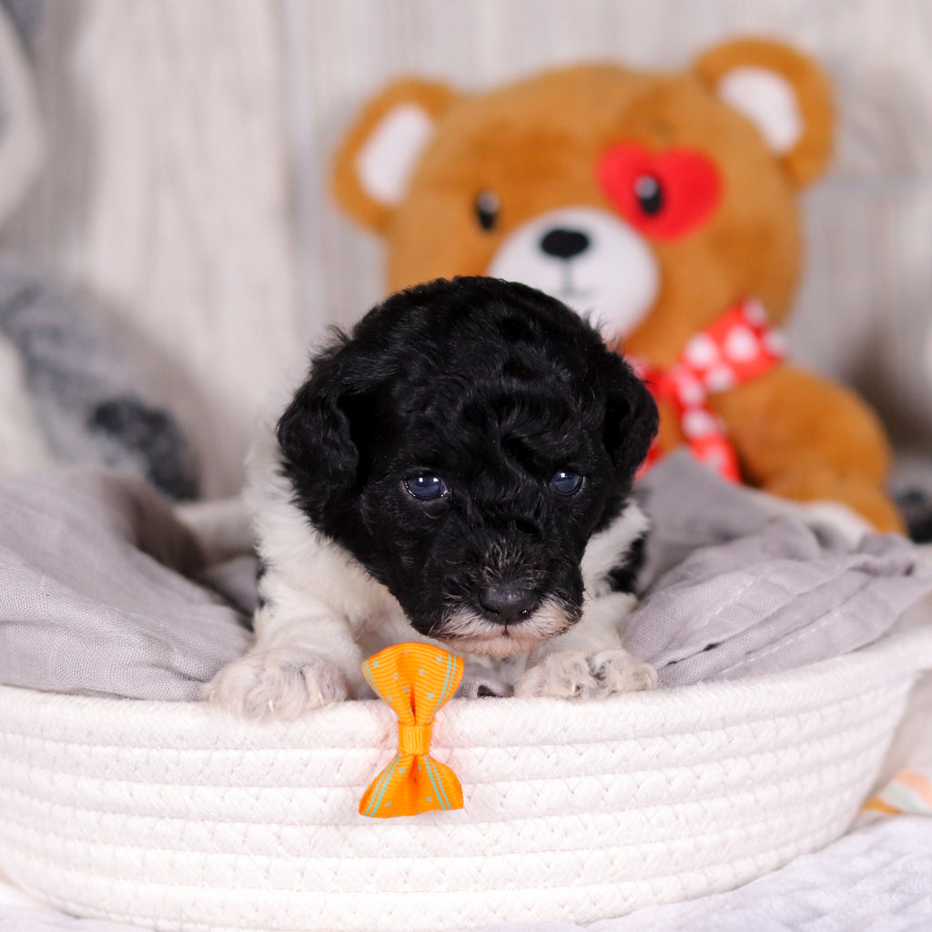 Kai - Available 3/26