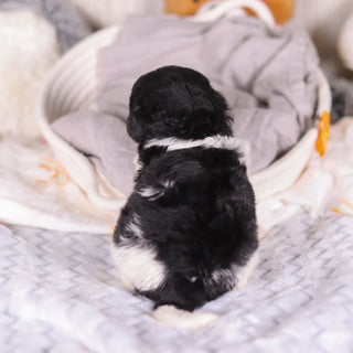 Kai - Available 3/26