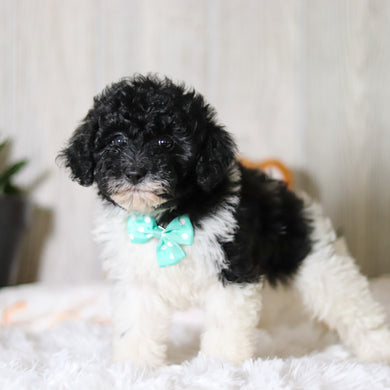 Kai - Available 3/26