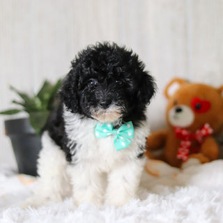 Kai - Available 3/26