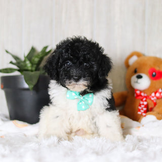 Kai - Available 3/26