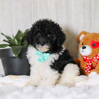 Kai - Available 3/26