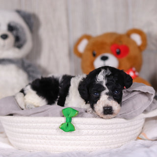 Koa - Available 3/26