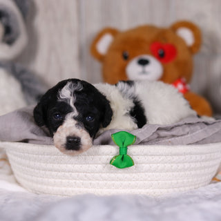 Koa - Available 3/26