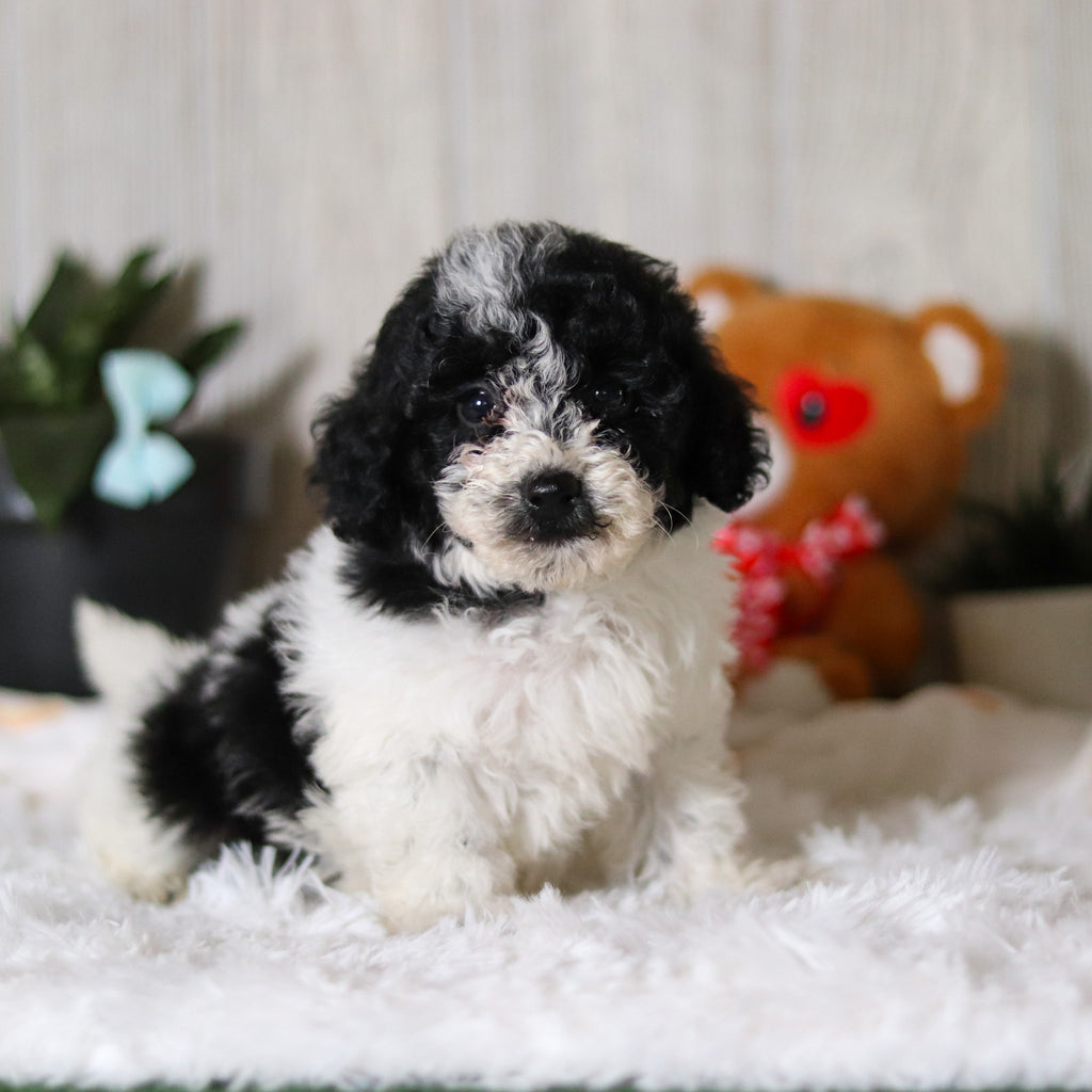 Koa - Available 3/26