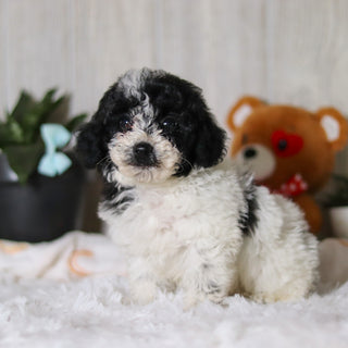 Koa - Available 3/26