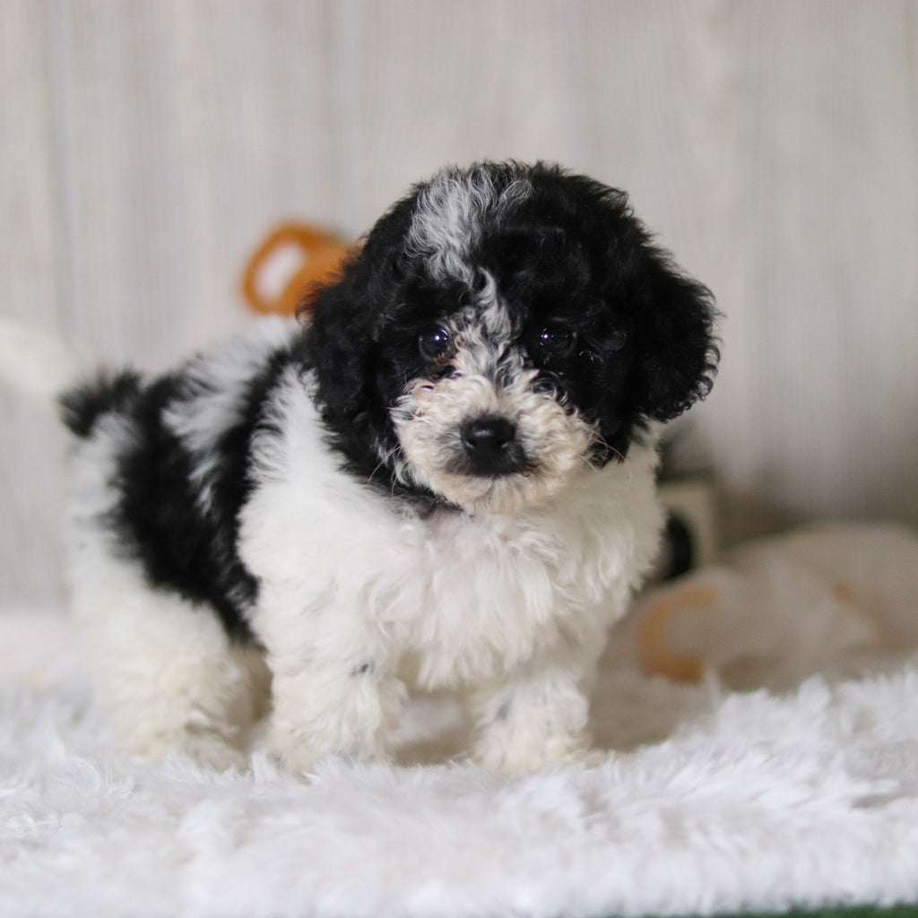 Koa - Available 3/26