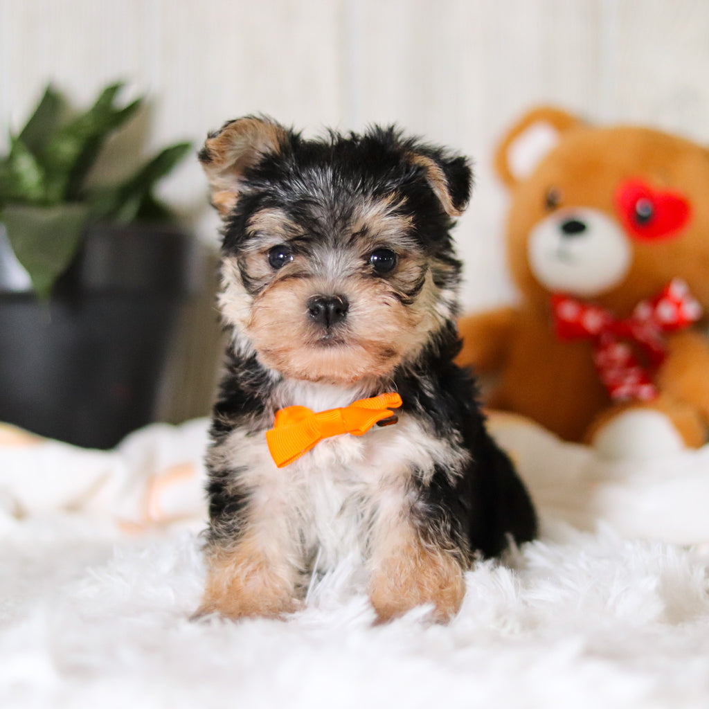 Phoenix - Available Now