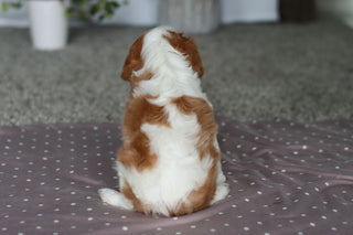 Fred - Available Now