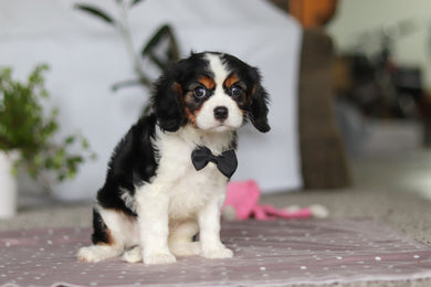 Frank - Available Now