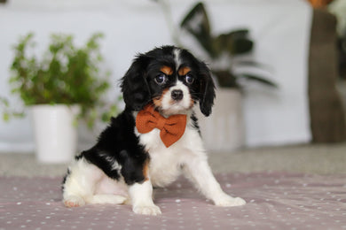 Krane - Available Now