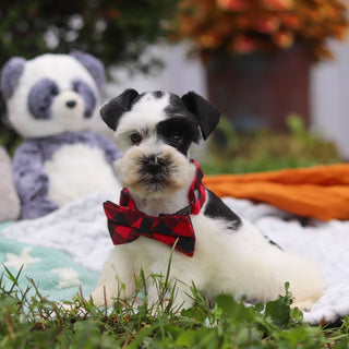 Meatball - Available Now
