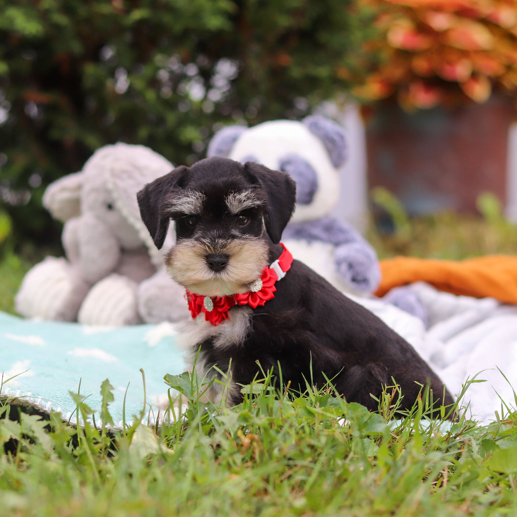 Montgomery - Available Now