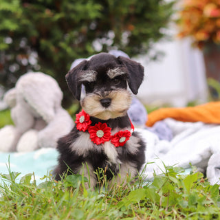 Montgomery - Available Now