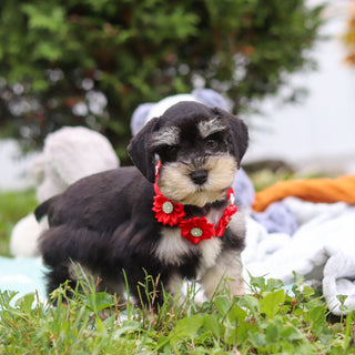 Montgomery - Available Now