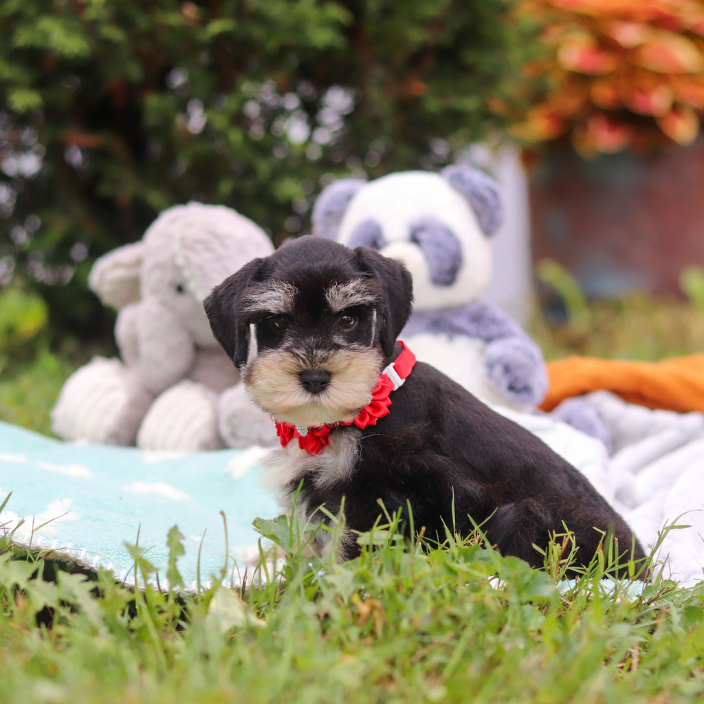 Montgomery - Available Now