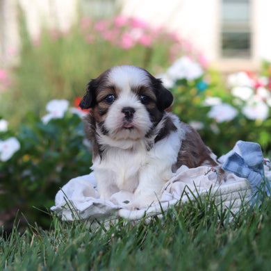 Rufus - Available 9/3