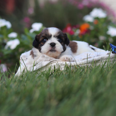 Russell - Available 9/3