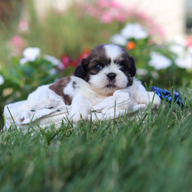 Russell - Available 9/3