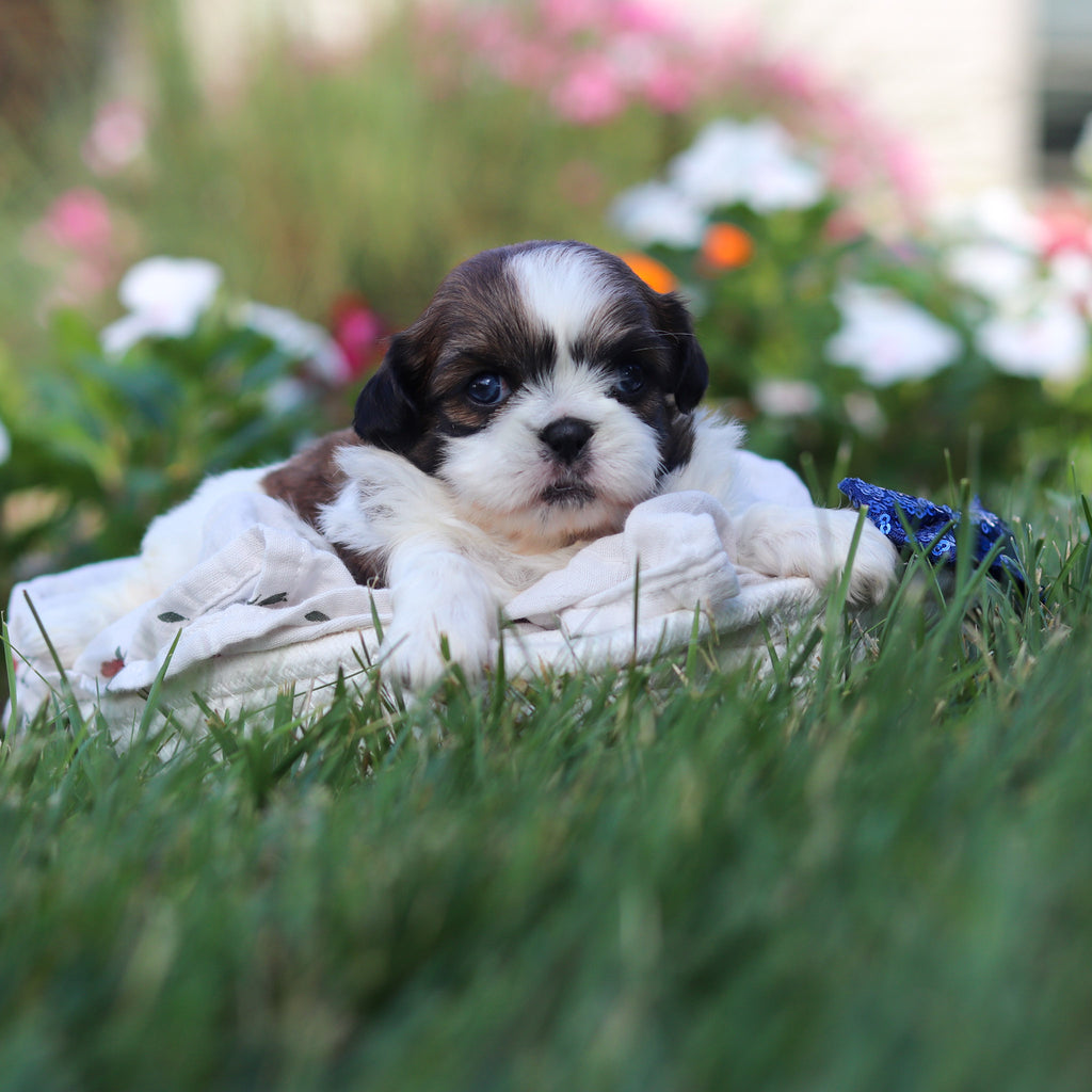 Russell - Available 9/3