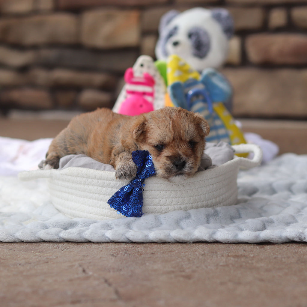 Lincoln - Available 9/17
