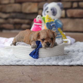Lincoln - Available 9/17