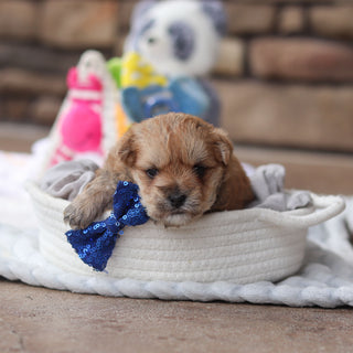 Lincoln - Available 9/17
