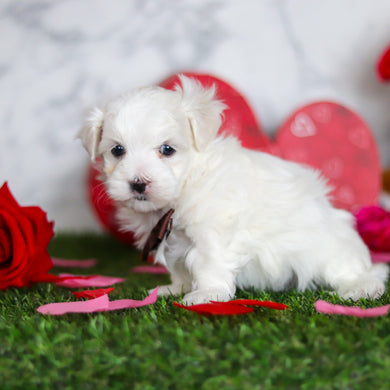 Jimmy - Available Now