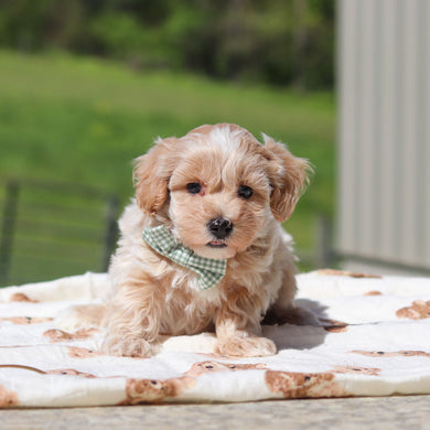 Klaus - Available 5/21