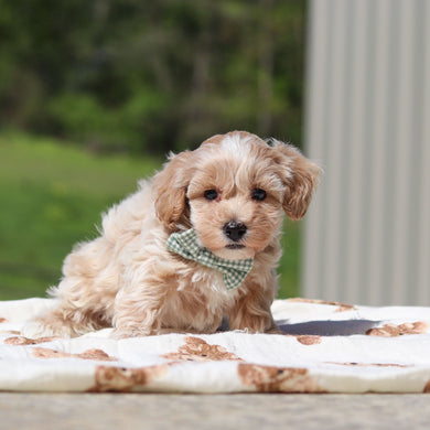 Klaus - Available 5/21