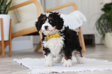 Atlas - Available 2/19