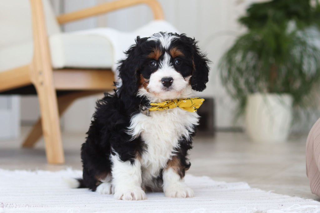 Atlas - Available 2/19