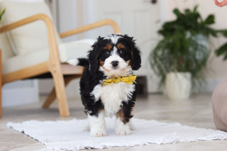 Atlas - Available 2/19