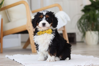 Atlas - Available 2/19