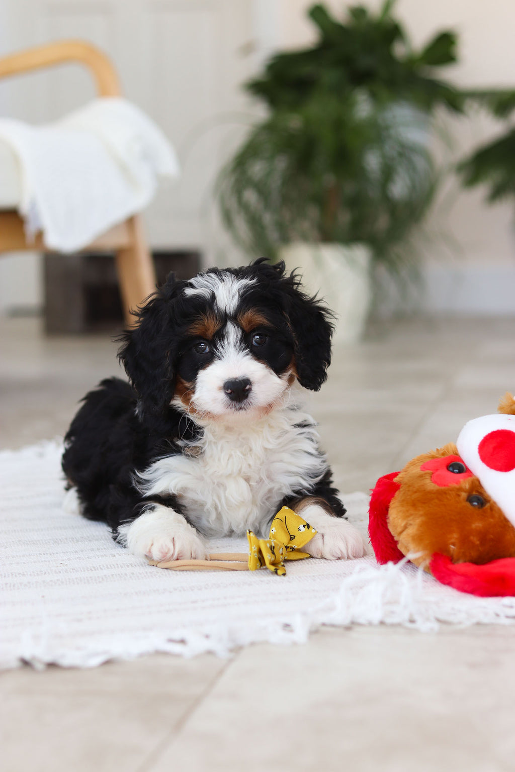 Atlas - Available 2/19