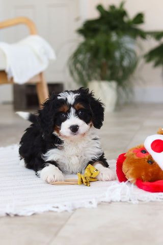 Atlas - Available 2/19